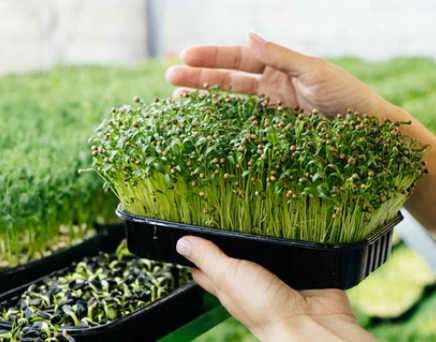 EcoSoil Research Lab